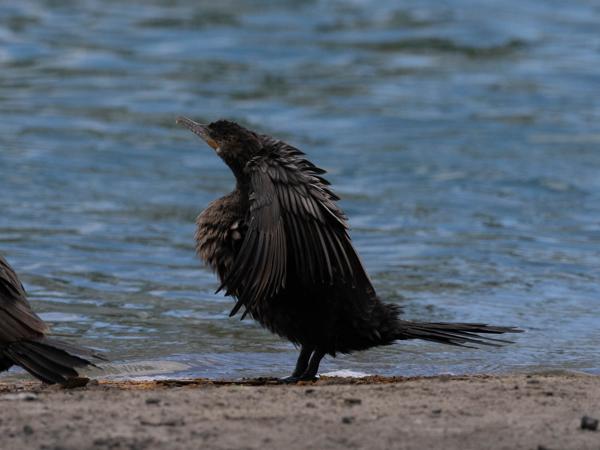 <h3><a href="/trips/Tucson_2023/biota/animalia/chordata/aves/016 suliformes/003 phalacrocoracidae/phalacrocorax brasilianus/phalacrocorax brasilianus-nl.html">Phalacrocorax&nbsp;brasilianus</a> / Neotropic&nbsp;cormorant / Bigua‑aalscholver</h3>OM-1 met M.300mm F4.0 + MC-14, 1/3200 sec  bij F5.6, ISO 640, afstand 22.4&nbsp;m